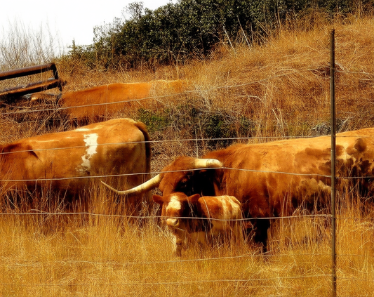Pépé: From Bordeaux to Burnt Orange
